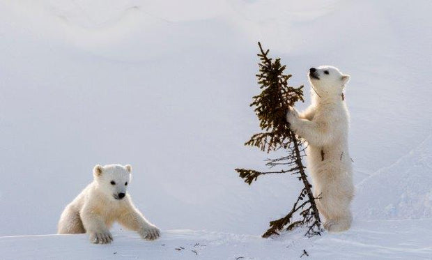 Polar Bear Babies Playing