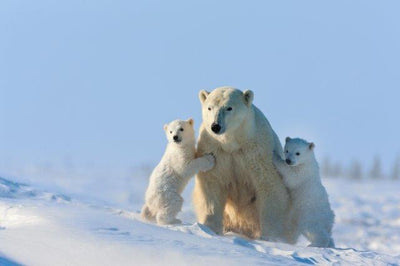 Polar Bear Family