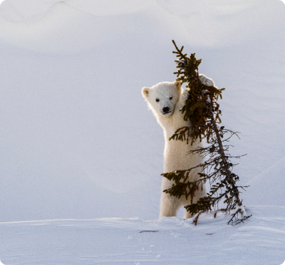 Polar Bear Cub