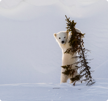 Polar Bear Cub