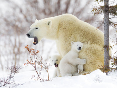 Polar Bear Mom And Cubs